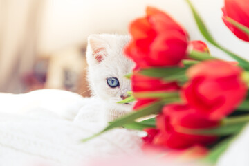 Curious silver British kitten playing on the bed with tulips.