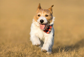 Happy cute panting smiling pet dog puppy running, walking in the grass