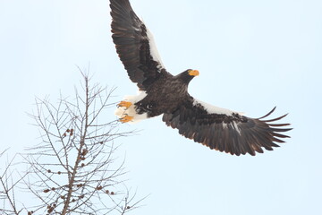Fototapeta premium 大鷲が飛び立つ瞬間の写真