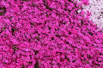 鮮やかな紅白の芝桜