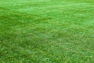 Beautiful artificial green grass. Background. Texture.