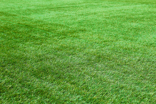 Beautiful artificial green grass. Background. Texture. © far700
