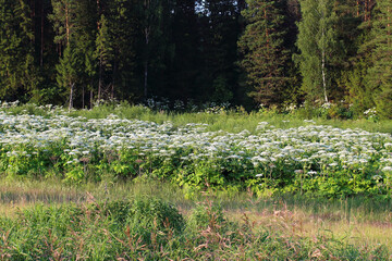 Plant flowers hogweed growing by the road. Close-up. Selective focus. Background. Scenery.