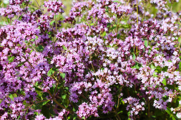 Beautiful flowers of oregano. Close-up. Selective focus. Background. Texture.