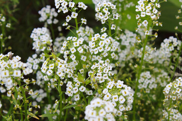 Beautiful white alyssum flowers. Close-up. Selective focus. Background. Texture.