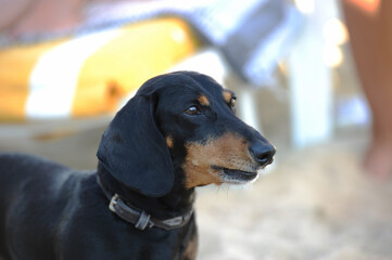 Black dachshund dog in his attitude of attention