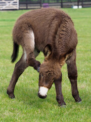 Cute Baby Donkey