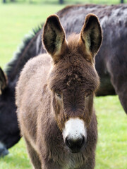 Fototapeta premium Cute Baby Donkey