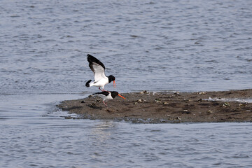 Naklejka premium Eurasian oystercatcher in South Korea.