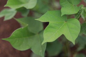 Indian cotton field at rainy season