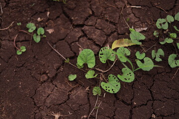 Green leaf at agriculture field
