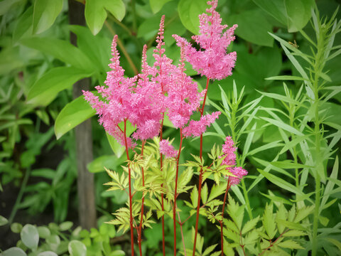 Astilba rosea is an ornamental plant