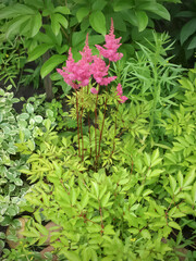 Astilba rosea in summer on a flower bed