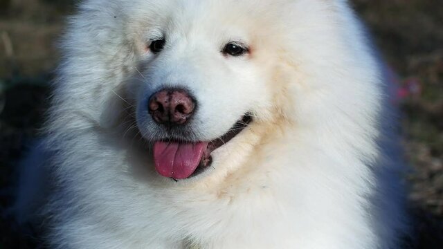 Beautiful white dog for a walk on a bright sunny day in the park. Samoyed dog husky smiles 4k video close-up.
