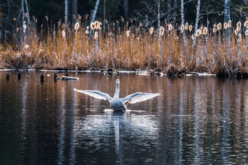 mit den Flügeln schlagender Schwan im Gegenlicht; beginnender Frühling im Naturschutzgebiet...