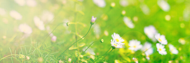 Abstract blurred sunny green spring background. Ultra-wide panoramic landscape, banner format.