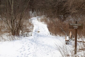 The long snowy trail in the woods on a winter day.