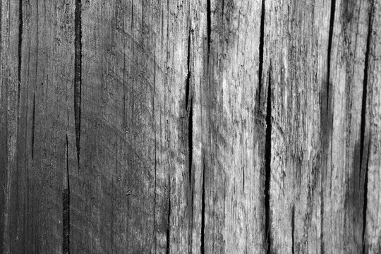 Part of wood curving on oak in black and white.