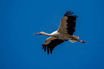 Stork in nature reserve of south France during mating season