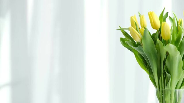 yellow tulips on white table, spring season. Bright morning sun in the open window through the curtains. Abstract white waving curtain in white bedroom apartment.
