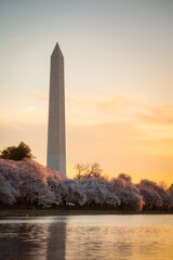 Golden sunlight kissing the tops of the iconic Cherry Blossoms of Washington DC with the Washington Monument towering behind.