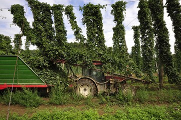 hop harvest or hop picking with tractor