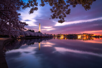 Twilight along the Tidal Basin in Washington DC during the peak bloom of the iconic Cherry Blossoms.