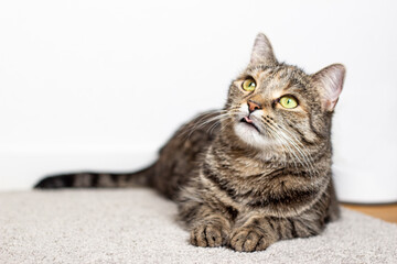 Getigerte Katze liegt am Boden