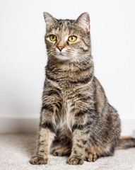 Neugierige Katze sitzt und schaut mit erstauntem Blick