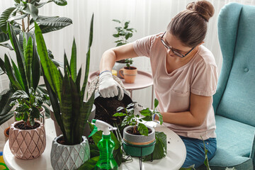 Plant transplant, woman care houseplant and transplanting plant