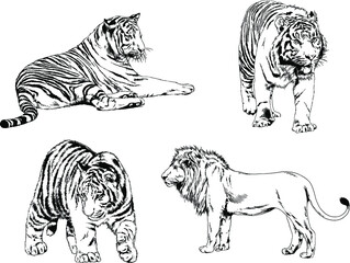 vector drawings sketches different predator , tigers, lions, cheetahs and leopards are drawn in ink by hand , objects with no background