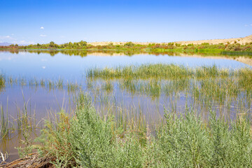 Fototapeta na wymiar Lake Havasu National Wildlife Refuge in Arizona, USA