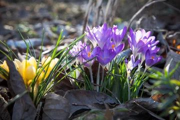 Foto auf Acrylglas gelber und lila Krokus im Garten © dieFotoWerkerin