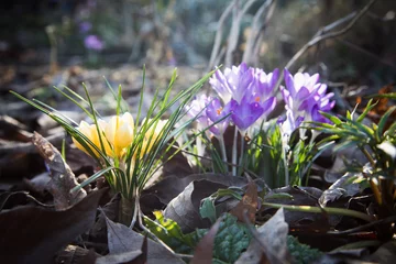  gelber und lila Krokus im Garten © dieFotoWerkerin