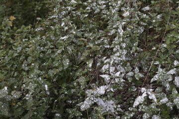 Plants with white paintings