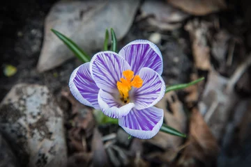Foto auf Acrylglas lila Krokus im Garten © dieFotoWerkerin