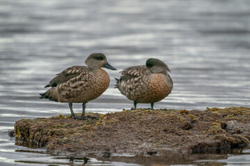 The Crested duck (Lophonetta specularioides)