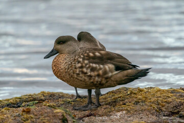 The Crested duck (Lophonetta specularioides)