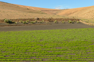 Agricultural cultivation on volcanic soil at Lanzarote in the canary islands