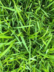 green grass texture