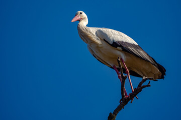 Stork in nature reserve of south France during mating season