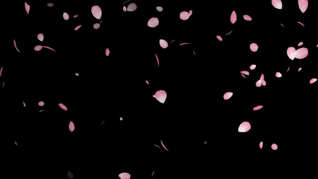 Cherry petals fluttering in the wind. looping video.