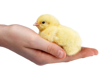 Handful of chick