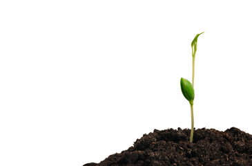 Close-up young plant growing in the soil concept save nature agriculture isolated on white...