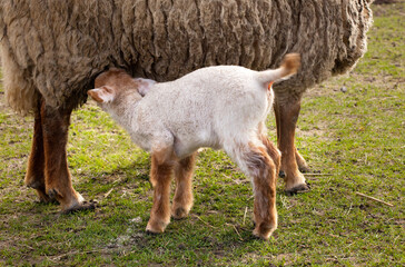First spring lambs