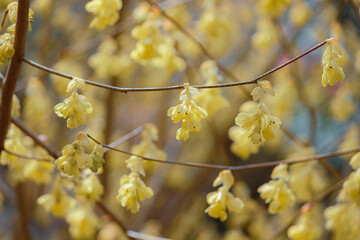 鈴のようなトサミズキ2