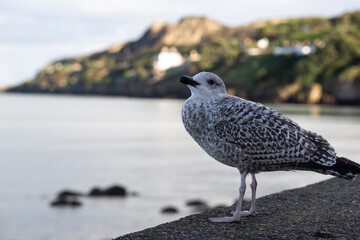 A bird sitting on the coast of Howth, Ireland.