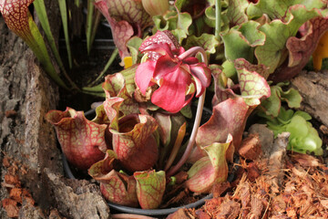bloom of sarracenia purpurea. Close up of a single purple flower of of the purple or pitcher plant. Carnivorous plants bloom. Red flower of a pitfall plant. flowerhead of Sarracenia purpurea plant