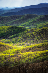 Sunlight illuminating the fresh greens of Spring down in the valleys of Shenandoah National Park.