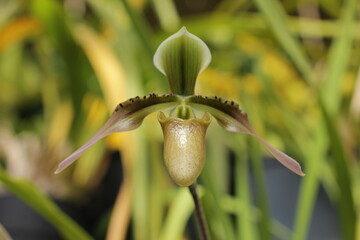 paphiopedilum appletonianum. macro close-up of orchid species paph. appletonianum. orchid background. blooming orchids. The flower of the paphiopedilum in the garden.